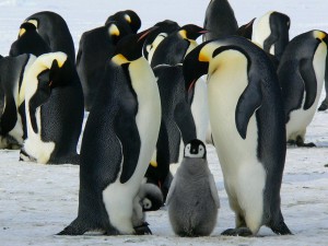 pingwiny-xlx-pl pingwin cesarski