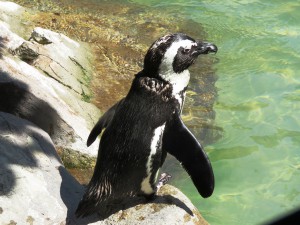 pingwiny-xlx-pl pingwin mały
